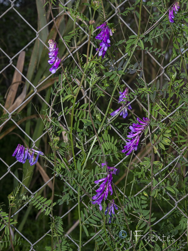 Vicia dasycarpa.20