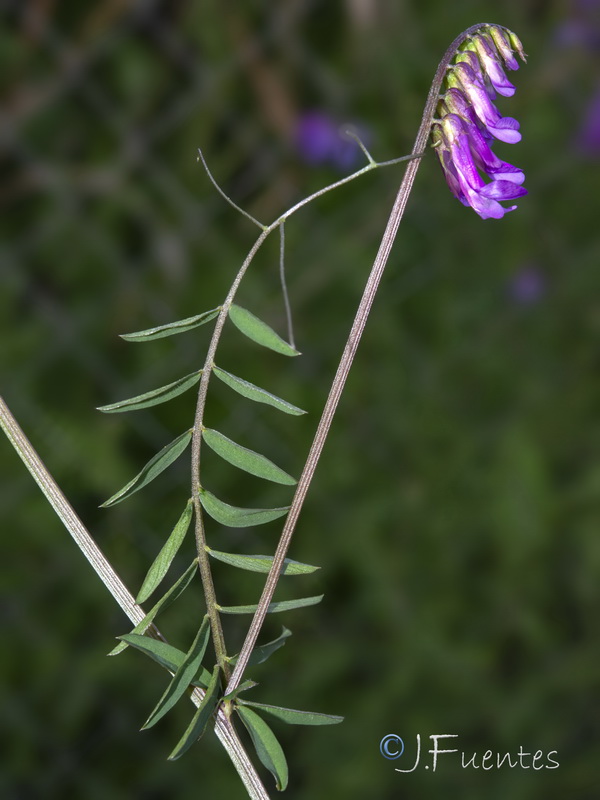 Vicia dasycarpa.22