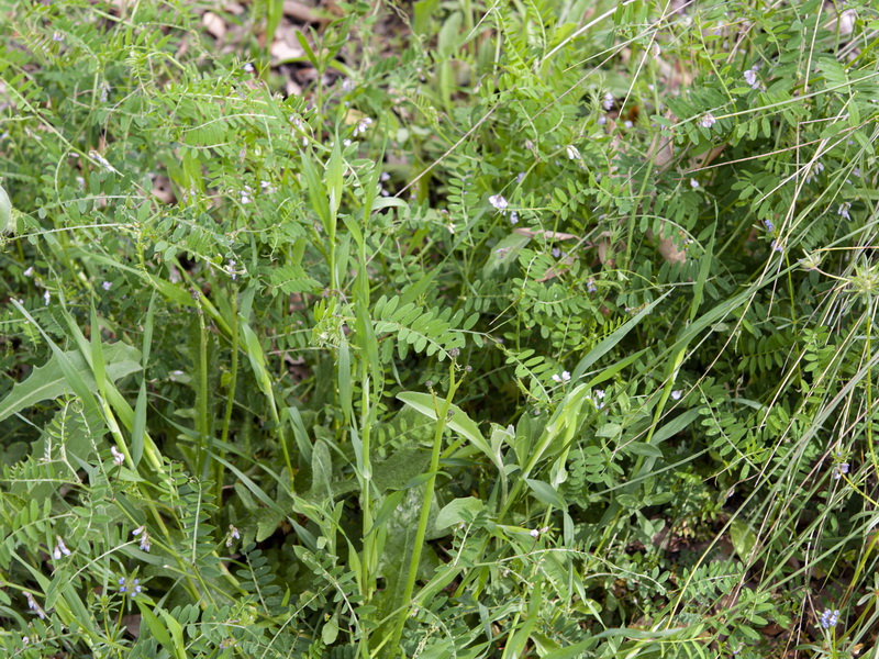 Vicia disperma.02