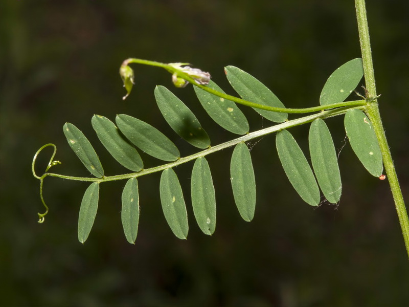 Vicia disperma.07