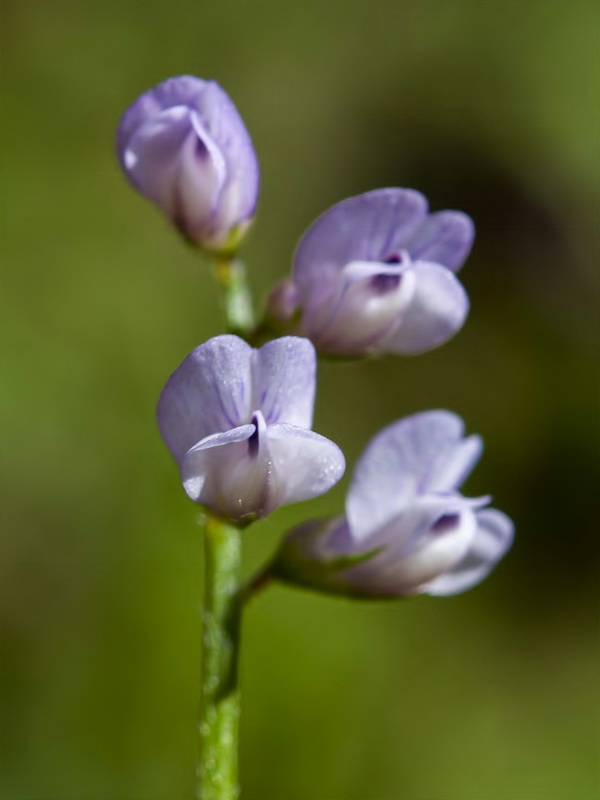 Vicia disperma.09