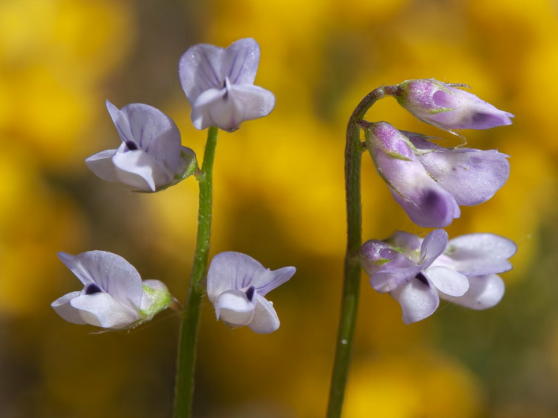 Vicia disperma.10