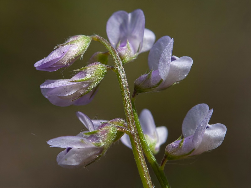 Vicia disperma.13