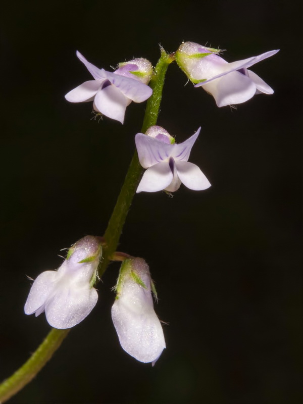 Vicia disperma.17