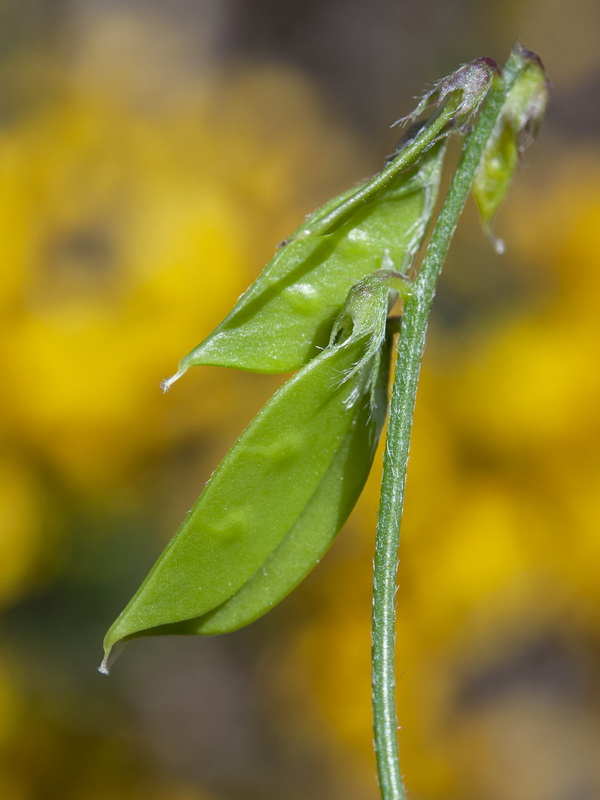 Vicia disperma.18