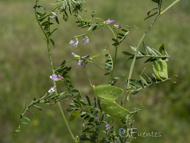 Vicia disperma.01