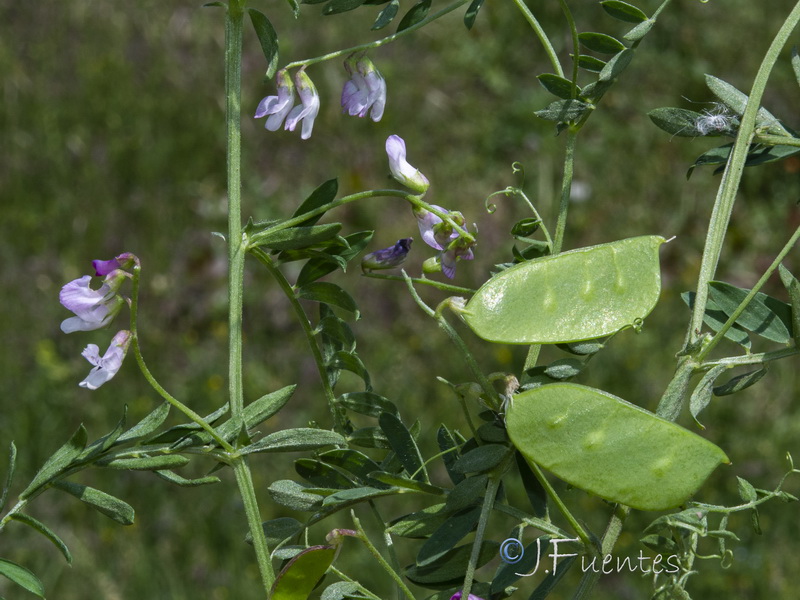 Vicia disperma.20