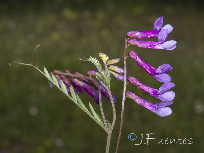 Vicia eriocarpa.01