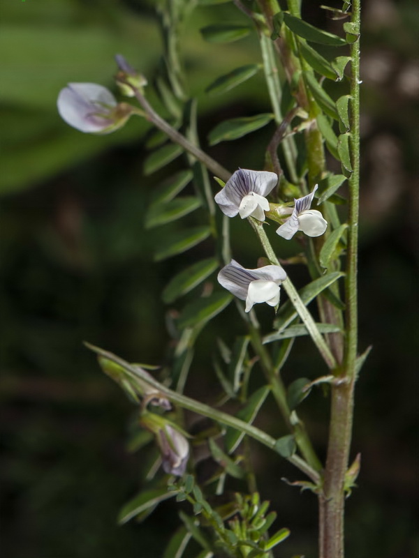 Vicia ervilia.02