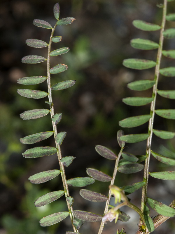 Vicia ervilia.04