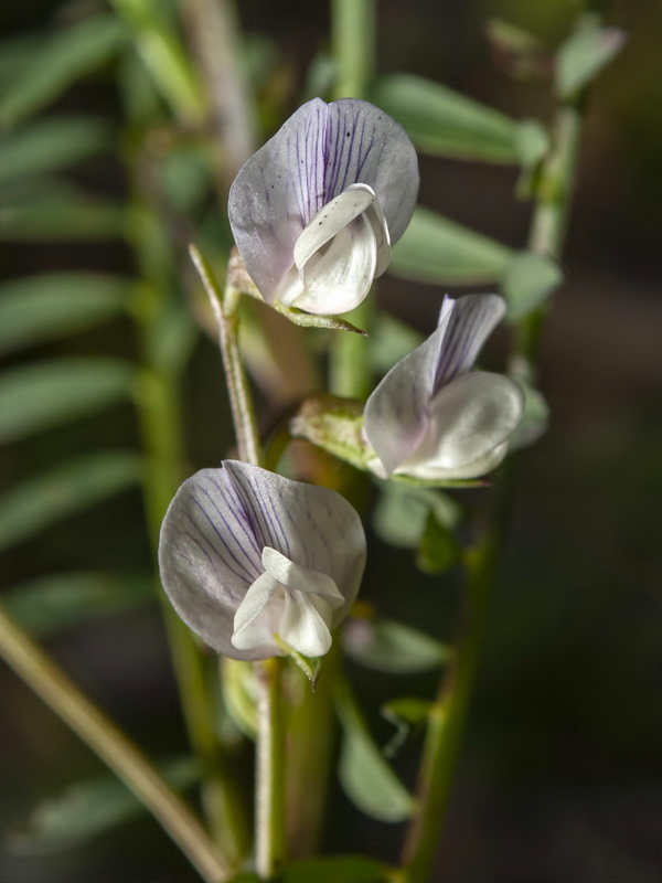 Vicia ervilia.06