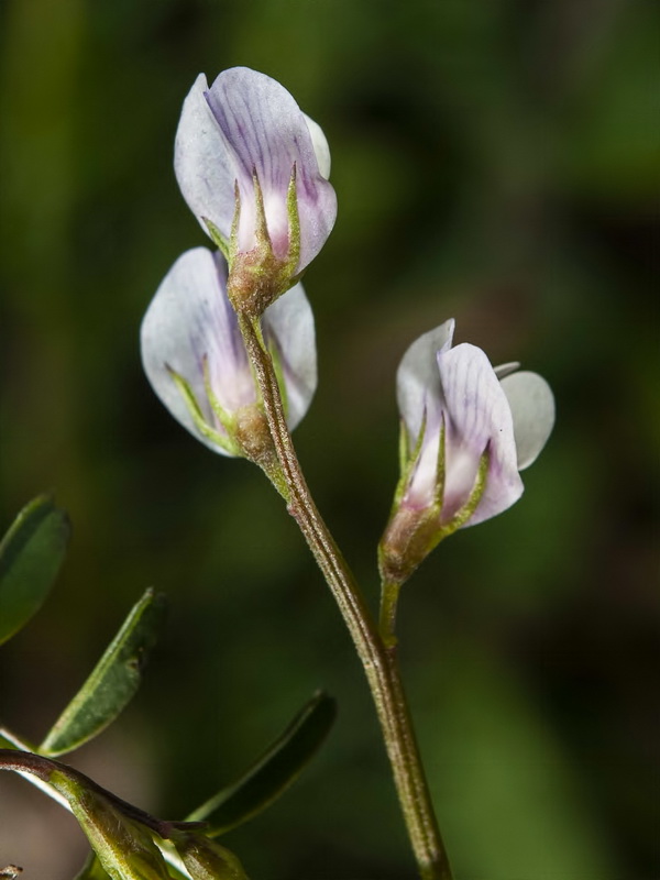 Vicia ervilia.09