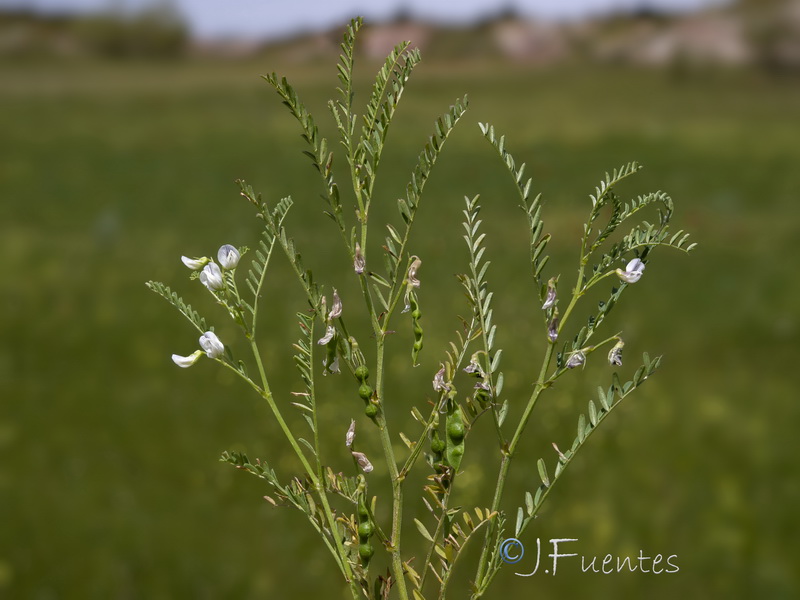 Vicia ervilia.11