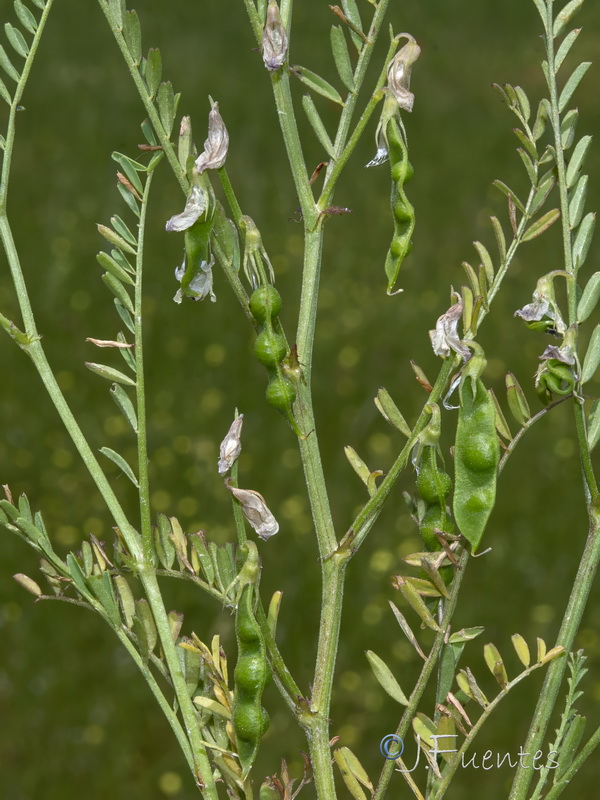 Vicia ervilia.12