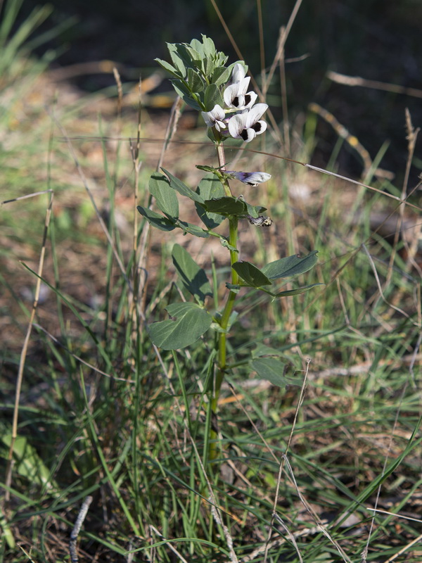 Vicia faba.01