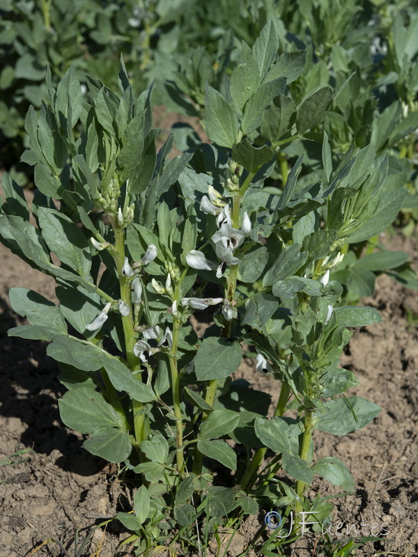 Vicia faba.07