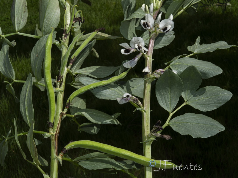 Vicia faba.09