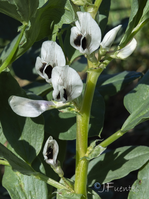 Vicia faba.10