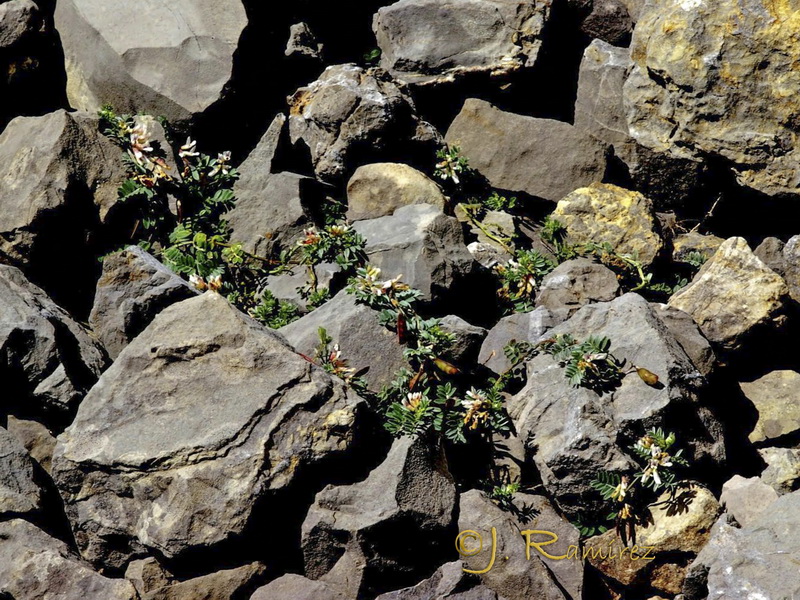 Vicia glauca giennensis.01