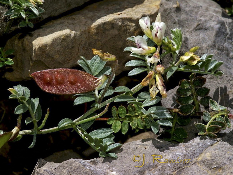 Vicia glauca giennensis.02