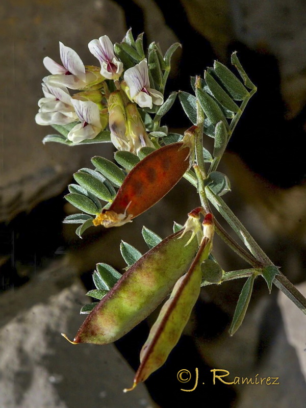 Vicia glauca giennensis.03