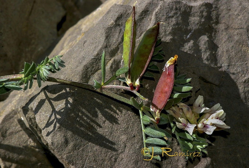 Vicia glauca giennensis.04