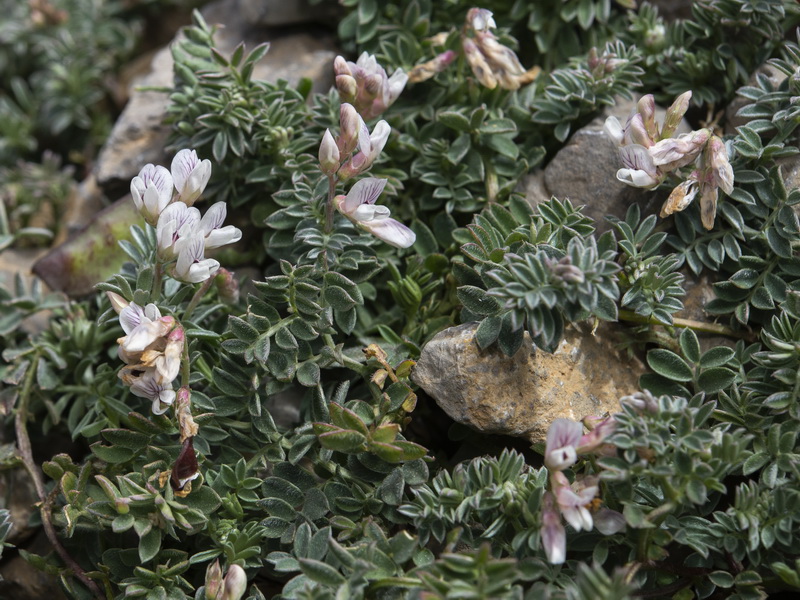 Vicia glauca giennensis.08