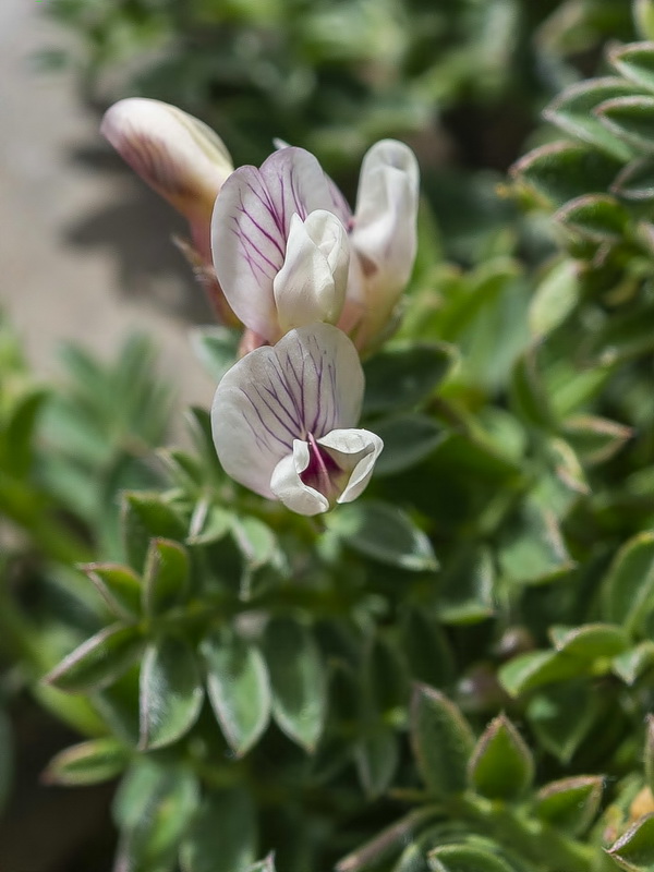 Vicia glauca giennensis.11