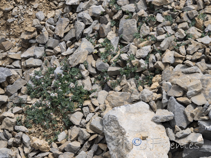 Vicia glauca giennensis.15