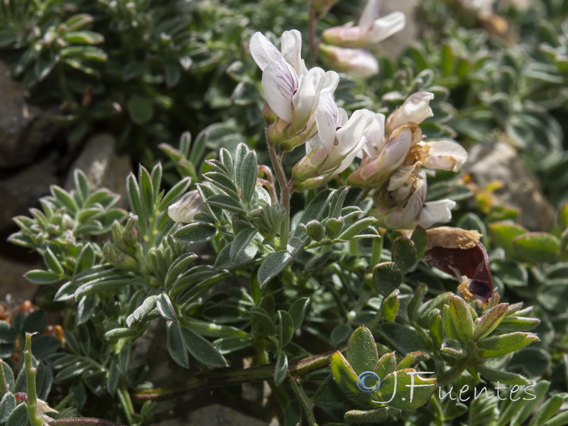 Vicia glauca giennensis.19