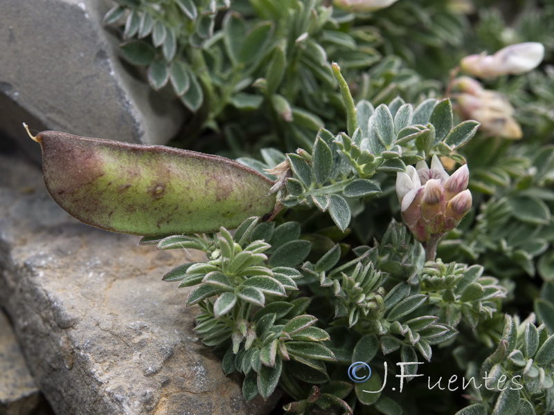 Vicia glauca giennensis.20