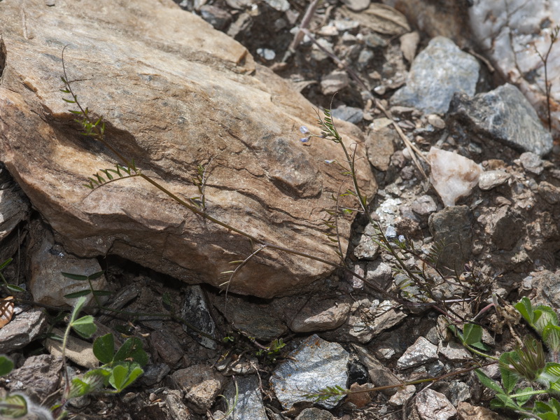 Vicia hirsuta.01