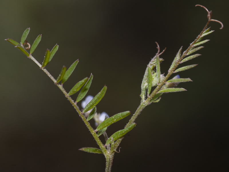 Vicia hirsuta.03