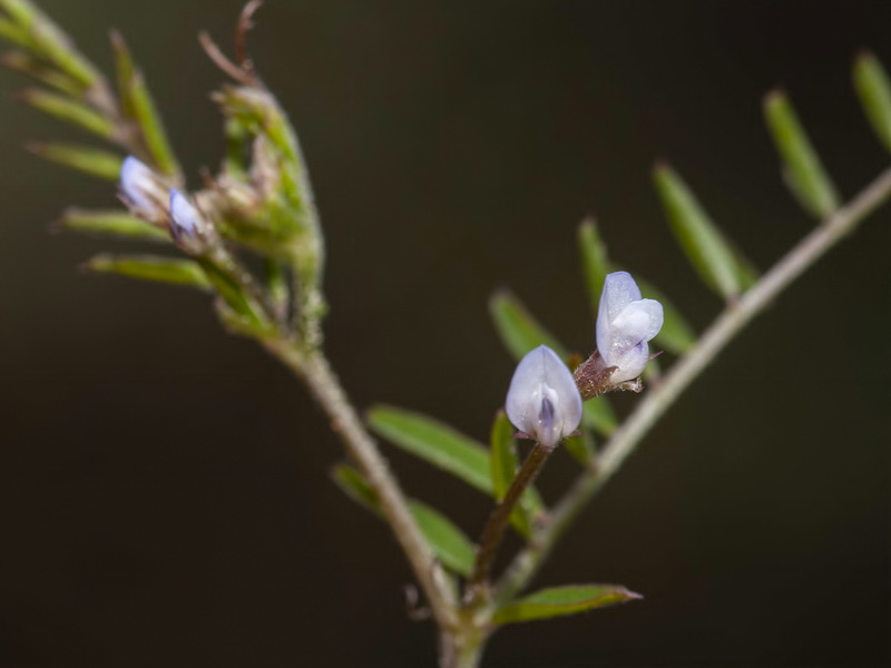 Vicia hirsuta.04