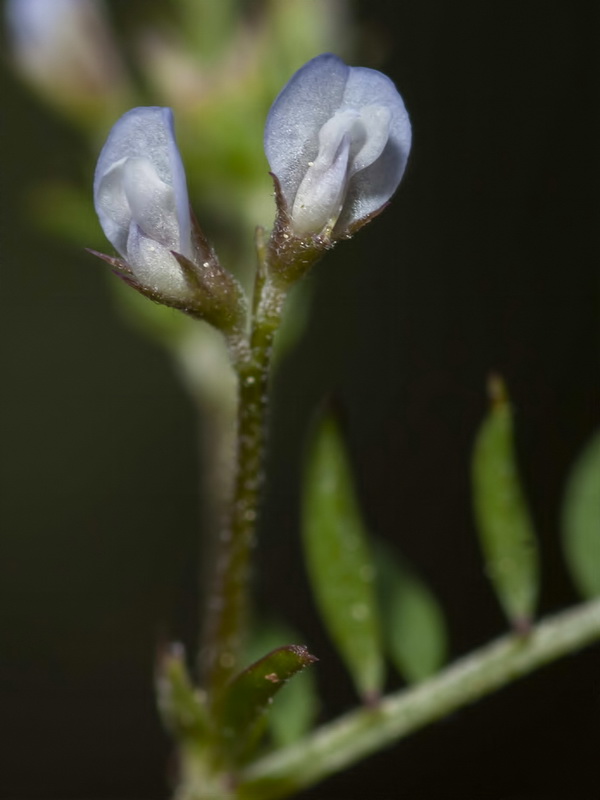 Vicia hirsuta.06
