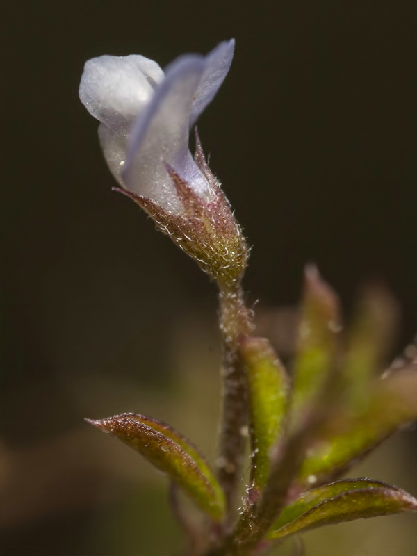 Vicia hirsuta.07