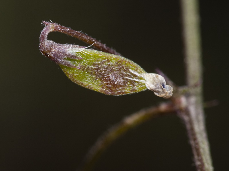 Vicia hirsuta.08