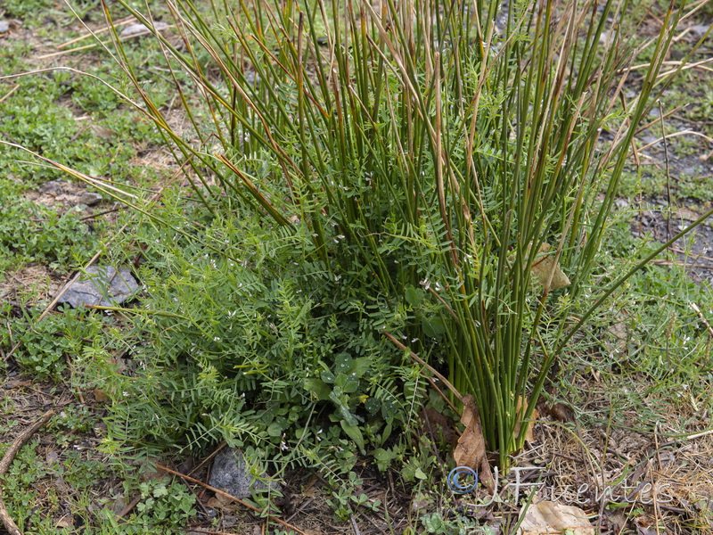 Vicia hirsuta.09