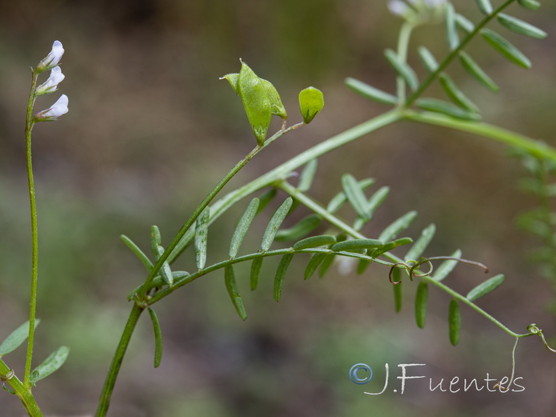 Vicia hirsuta.12