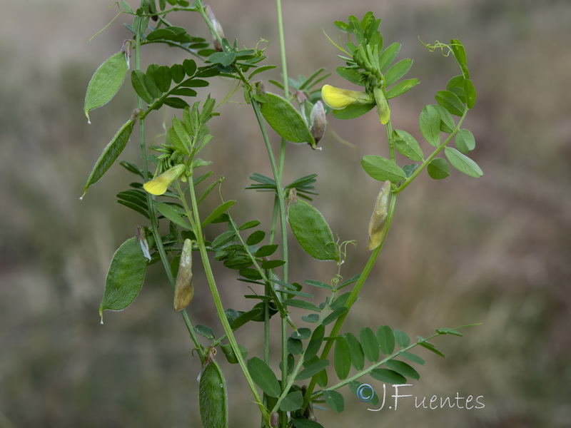 Vicia hybrida.02