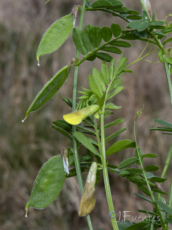 Vicia hybrida.03