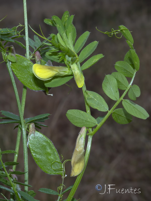 Vicia hybrida.04