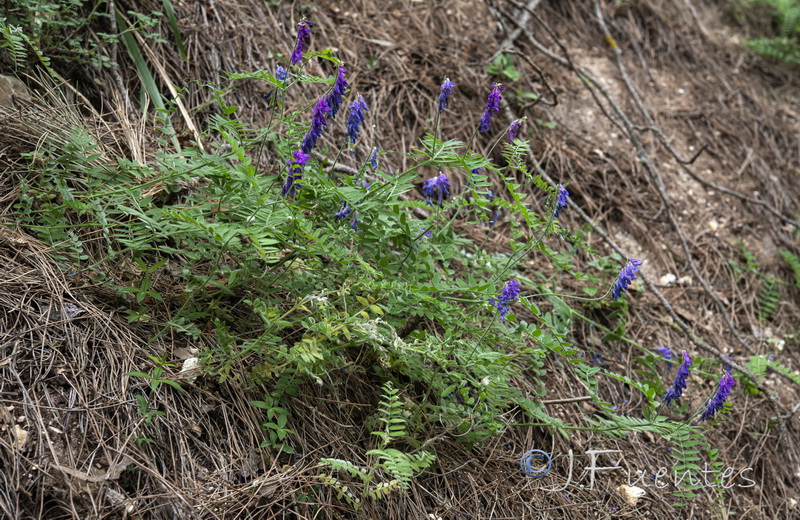 Vicia incana.01