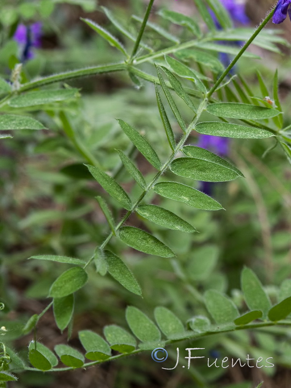 Vicia incana.02