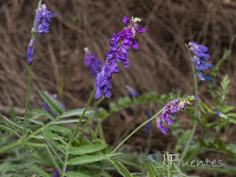 Vicia incana.03