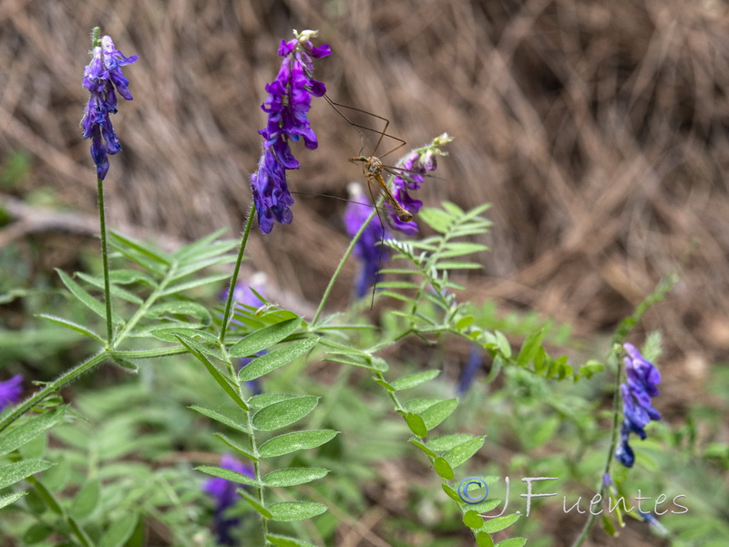 Vicia incana.04