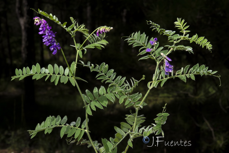 Vicia incana.05