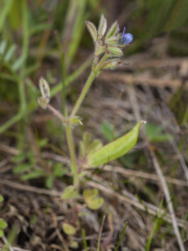 Vicia lathyroides.01