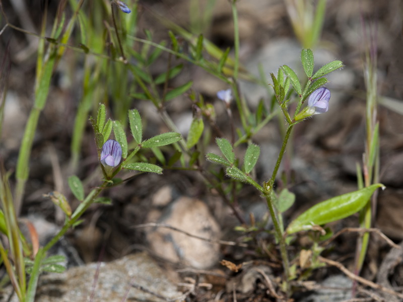 Vicia lathyroides.02