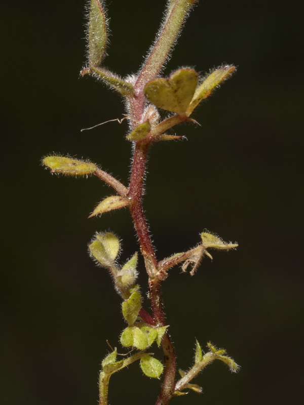 Vicia lathyroides.03